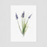 Purple Muscari Floral Postcard